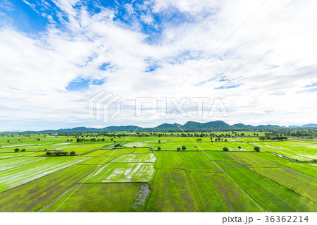 paddy rice field in thailand.top view paddy rice field in thailand.top view 36362214