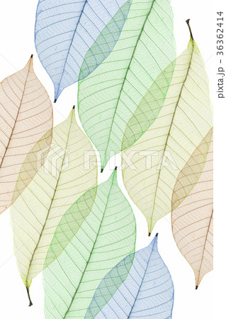 Skeleton leaves abstract background 36362414