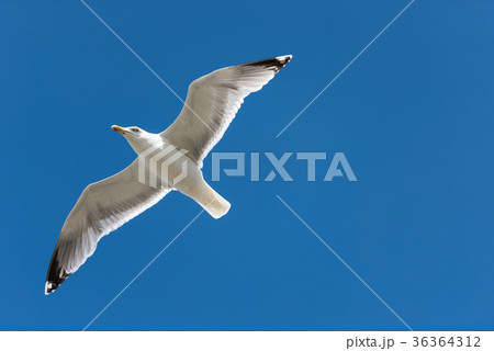 Herring Gull Herring Gull 36364312