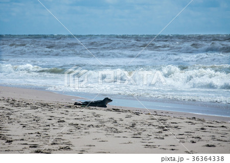 Seal on the beach Seal on the beach 36364338