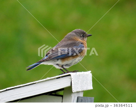 Vienna Siskin bird 2016 36364511