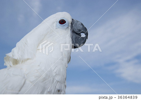 タイハクオウム 36364839