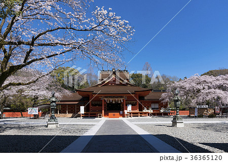 満開の桜と富士山本宮浅間大社の写真素材