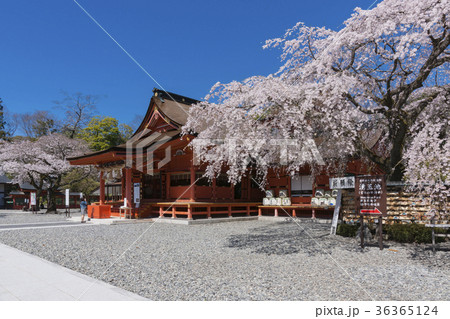 満開の桜と富士山本宮浅間大社の写真素材