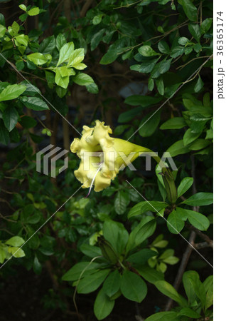 ソランドラ・ロンギフロラ 36365174