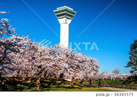 五稜郭公園　（函館市） 36365575