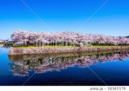 五稜郭公園　（函館市） 36365576