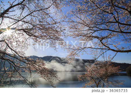 広島県 八千代湖の桜 広島県 八千代湖の桜 36365735