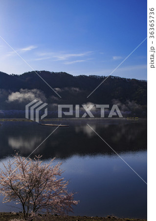 広島県　八千代湖の桜 36365736