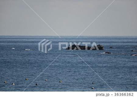 太平洋岸での磯釣り 36366362