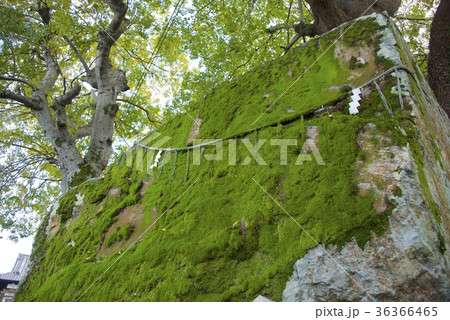 阿智神社内の八意思兼神を祭った岩 阿智神社内の八意思兼神を祭った岩 36366465