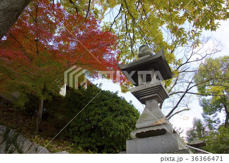 秋の倉敷美観地区(岡山)の阿智神社 秋の倉敷美観地区(岡山)の阿智神社 36366471