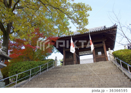 秋の倉敷美観地区（岡山）の阿智神社 36366595