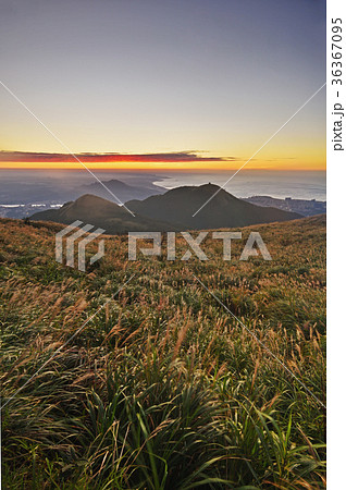 Chinese silvergrass  in sunset.  36367095