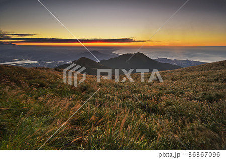 Chinese silvergrass  in sunset.  36367096