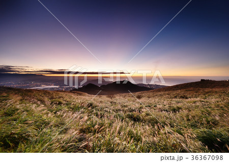 Chinese silvergrass  in sunset.  36367098