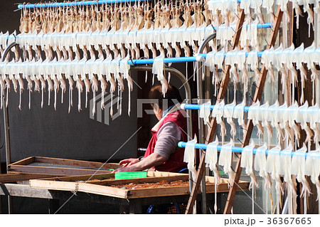 天日干しされている白いか・するめいか（島根県美保関町） 36367665