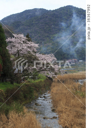 山里の桜 36367992