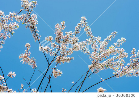 桜 さくら サクラ 36368300