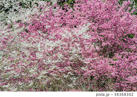 台湾 桜 さくら 36368302