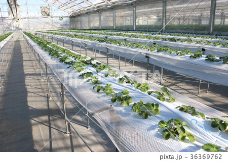 オープン一カ月まえのイチゴ園 36369762