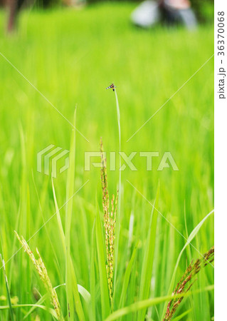 Rice in the field. 36370068