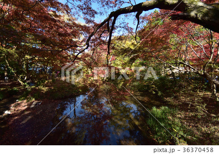 紅葉 紅葉 36370458