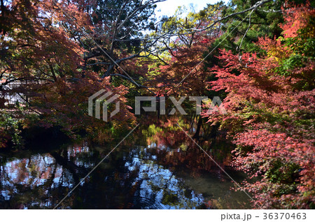 紅葉 紅葉 36370463