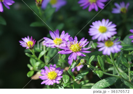 ノコンギク 36370572