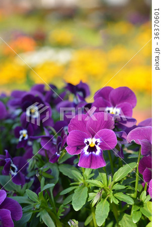 ビオラの花 ビオラの花 36370601