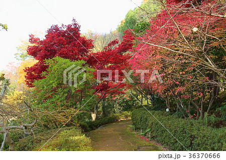 カエデ紅葉 カエデ紅葉 36370666