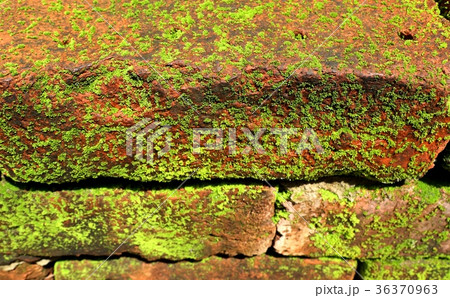 Moss on brick blocks 36370963