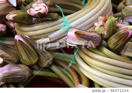 Lotus stalk at market 36371224