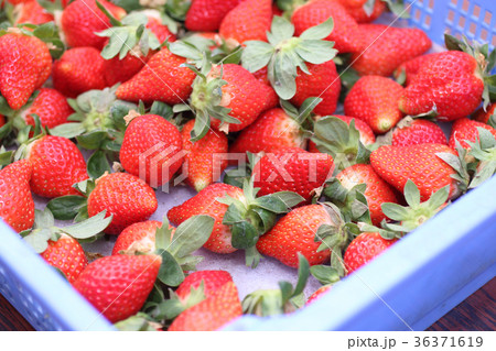 いちご 36371619