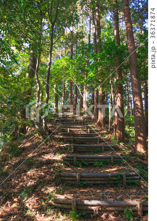 大多喜県民の森の写真素材