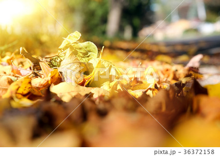 Colorful autumn leaves 36372158