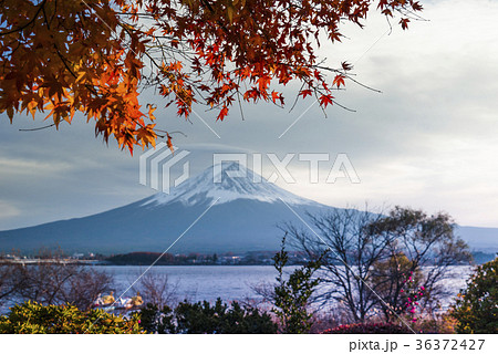 河口湖 冨士山 富士 36372427