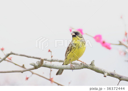 アオジと梅の花 36372444