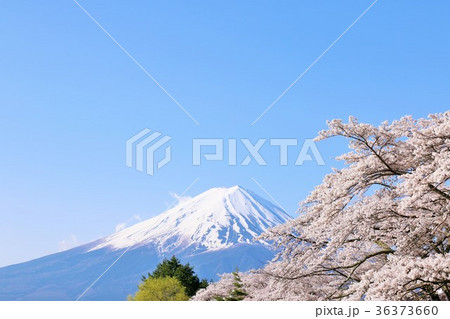 富士山と桜 36373660