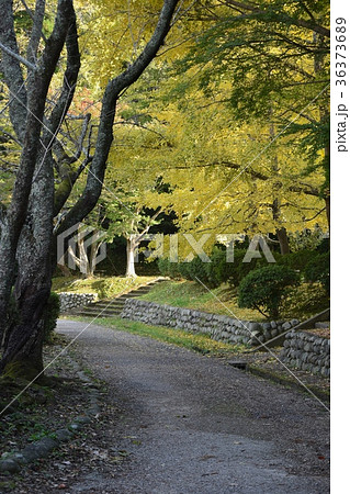 茂原公園の紅葉 36373689