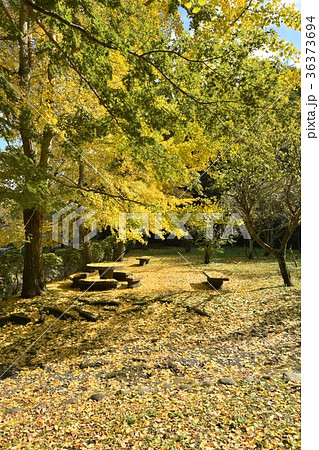 茂原公園の紅葉 36373694