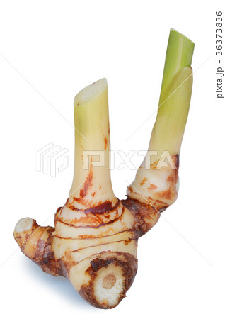 Galangal oil on white background Galangal oil on white background 36373836