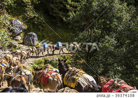 エベレスト街道で荷を運ぶロバ 36374108