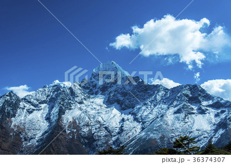 タムセルク 36374307