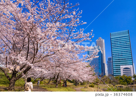 東京の安らぎ空間 旧芝離宮恩賜庭園の桜の写真素材