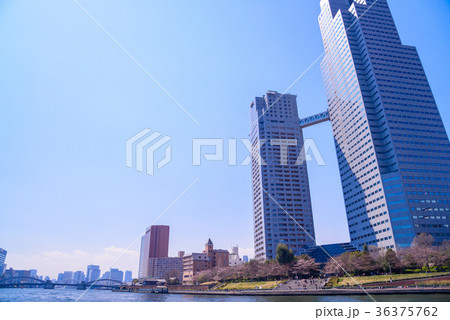 東京クルーズ 桜の季節 東京クルーズ 桜の季節 36375762