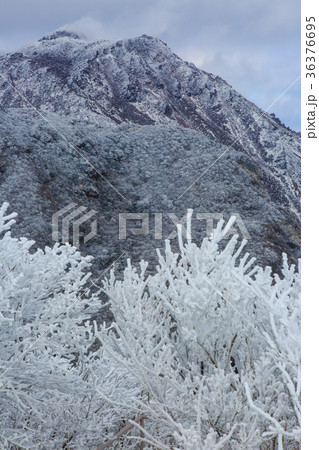 妙見岳からの雪と霧氷 雲仙 普賢岳と平成新山 妙見岳からの雪と霧氷 雲仙 普賢岳と平成新山 36376695