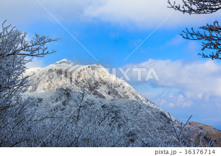 妙見岳からの雪と霧氷　雲仙　普賢岳と平成新山 36376714