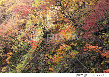 岨谷峡の紅葉02 岨谷峡の紅葉02 36377742