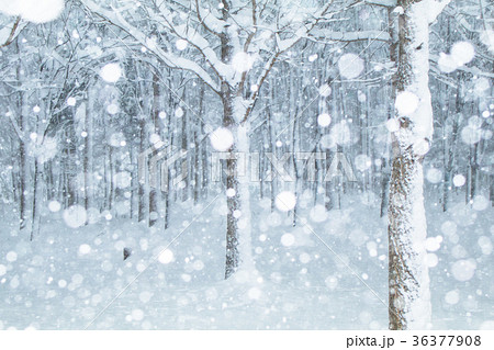 冬の森の写真素材